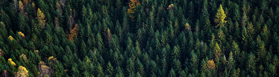 slide-03-bosque.jpg